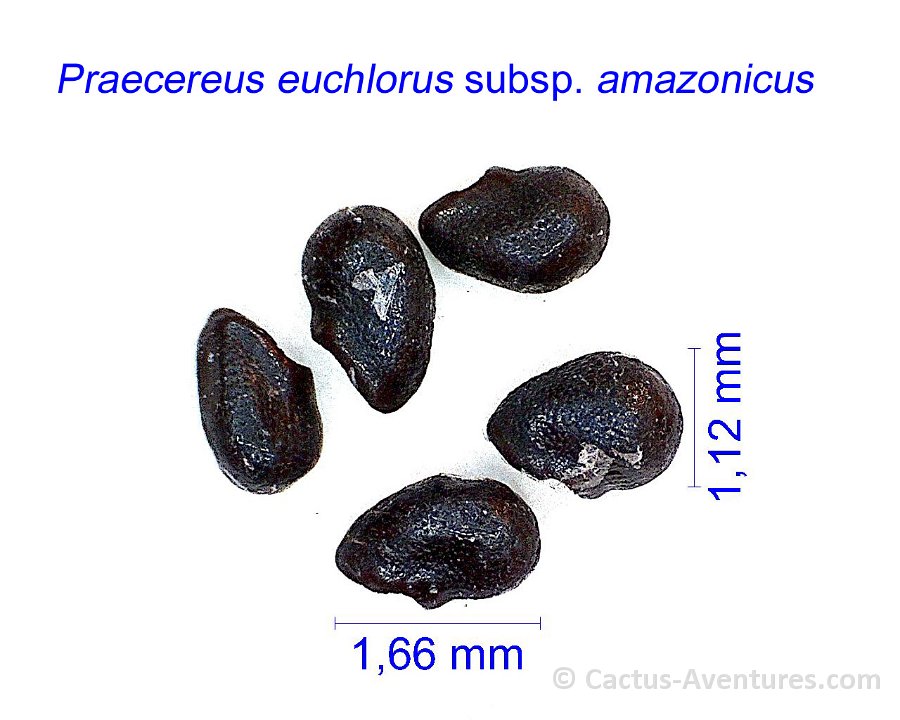 Praecereus euchlorus amazonicus MCA
